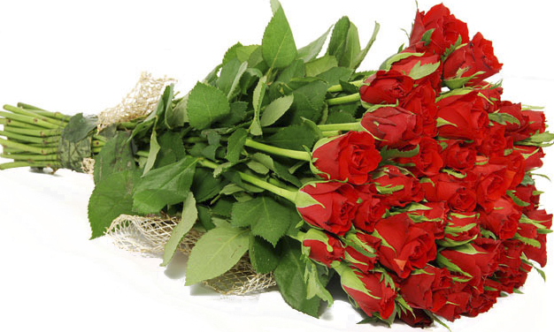 rose 9.png rose 9.png